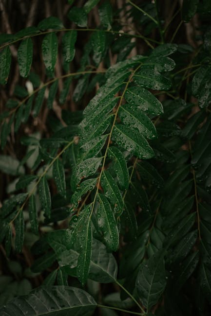 Tropical rainforest, wildlife, adventure activities, Costa Rica travel