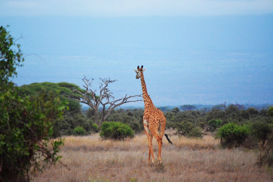 Kenya Travel Guide scenic landscape of Kenya with wildlife and savannah