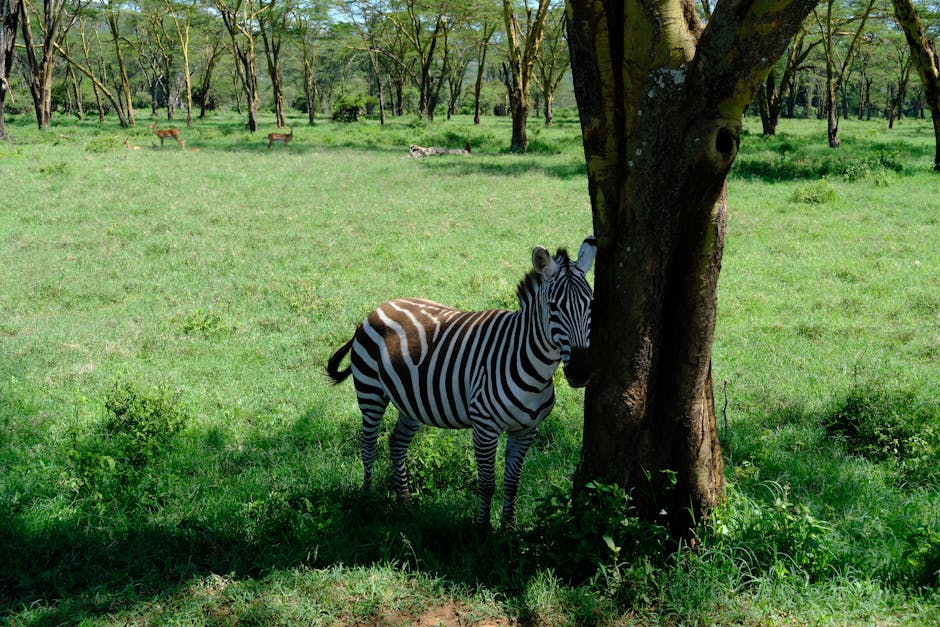 Kenya Travel Guide Mount Kenya