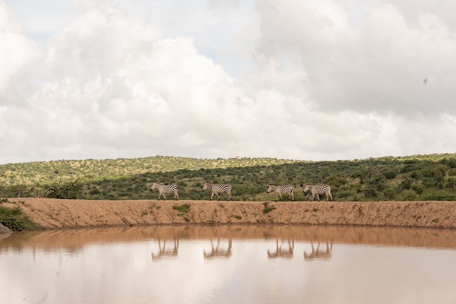 Kenyan wildlife safari landscapes